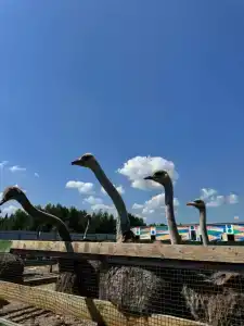 База отдыха Эко-лоджи Wish Home Yahroma - 63