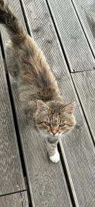 МайнДорф - Батаково - 95