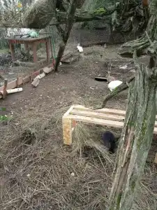 Голден Фиш - 45