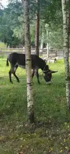 Южный Парк - 75