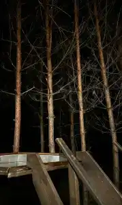 Сосны. Пространствие - 45