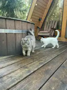 Глэмпинг Shanti Home - 35