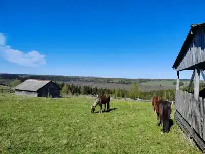 Конная база в Михайловском - 0