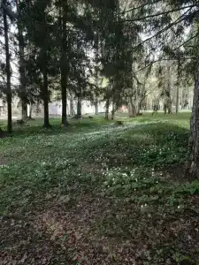 Городец - 31