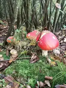 База отдыха Некрасовские Дачи - 64