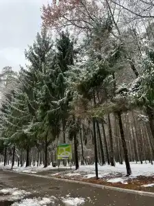 Корабельная роща - 38