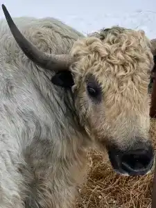 Усадьба Сорочаны - 19