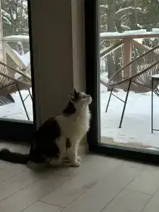 Добро и Лес - 62