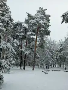 Пралеска - 27