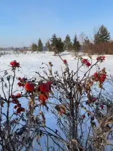 Аквилон - 15