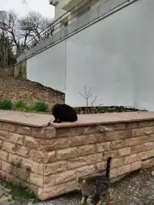 Черномор - 61