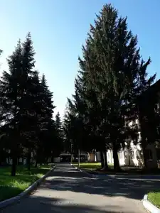 Зеленая роща - 93