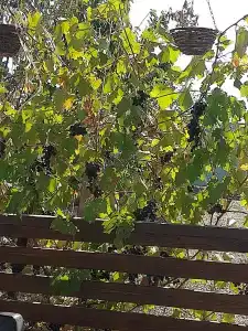 Бунгало Волна - 42