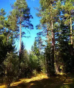 Махар - 49