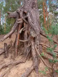 Чёрное озеро - 4