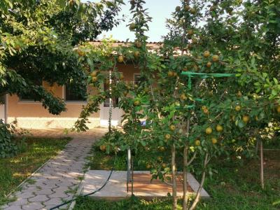 Лонисера - 36