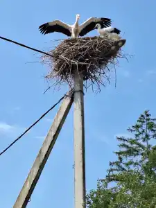 Беловежская пуща. №2 - 24