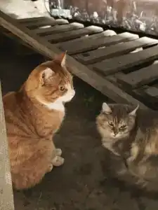 Бородино - 59