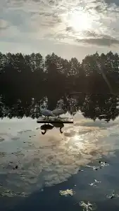 Пралеска - 16