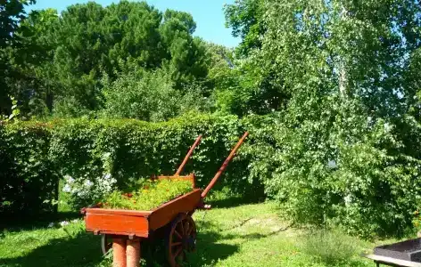 Кедр - 16