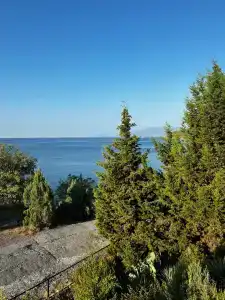 Багира - 84