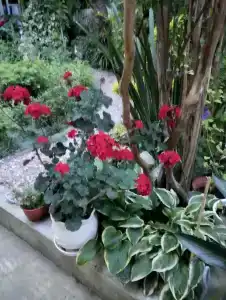 Голландия - 6