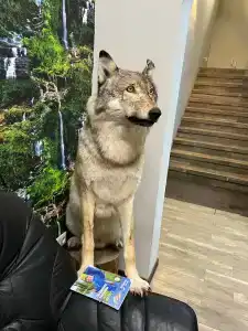 Северное сияние - 52