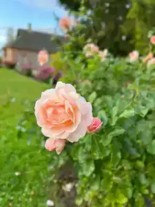 Пушкиногорье - 36