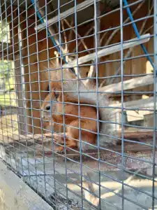 Мультиферма - 36