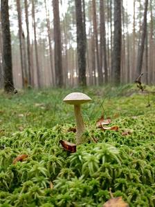 Ботово - 21