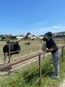 Страусиная ферма Экзотик - 88