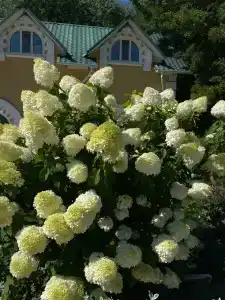 Amur Resort - 7