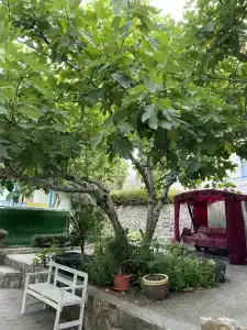 Инжир - 3