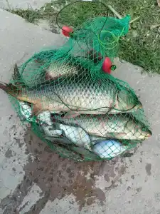 Гандурино - 21