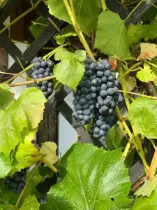 Елизарово - 66