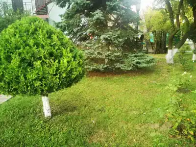 Снегири - 7