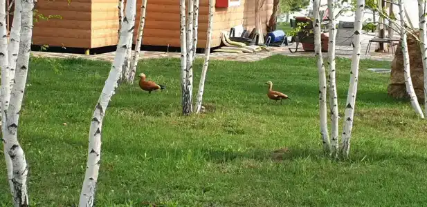 Волжские просторы - 20