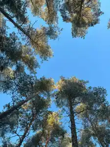 Морошка Эко Вилладж - 43