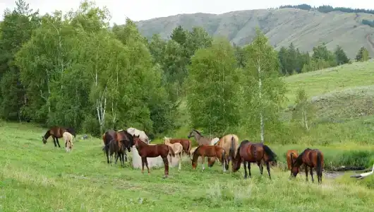 Нурали - 4