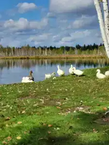 В гостях у Павловича - 4