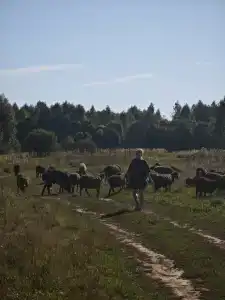 Бородино - 61