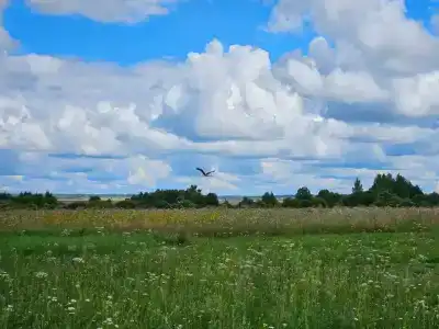 Дом Аиста - 39