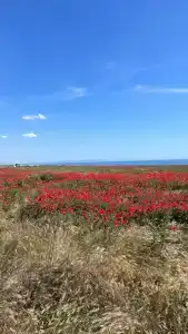 Ростовчанка - 7