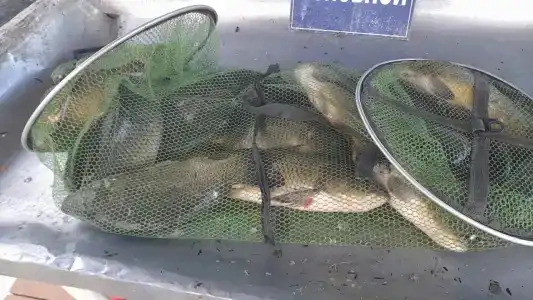 Рыбалка на Юдинках - 22