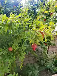 Гостевой Дом у Сабишки - 27