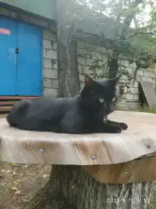 Бодрость - 70