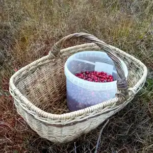 Пяозерский - 17