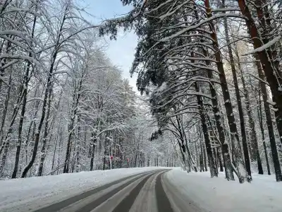 Корабельная роща - 16