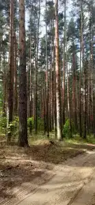 Берендей - 69