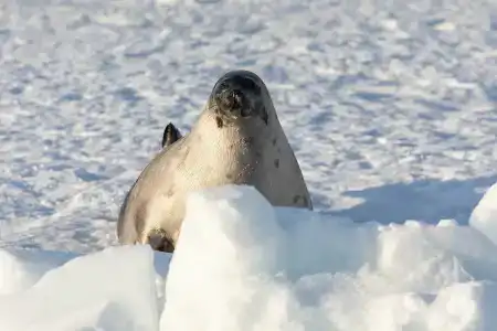 Летняя Золотица - 53